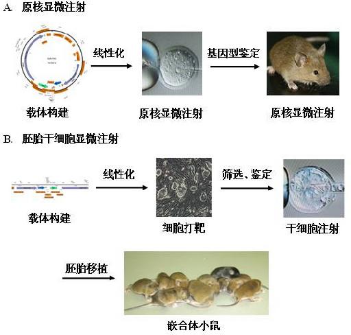 科研服务