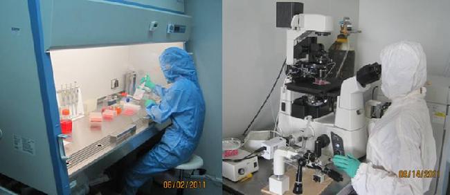 图2：技术员正在进行干细胞打靶（左）和显微注射（右）