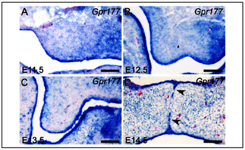 Gpr177在腭板发育中的原位表达图